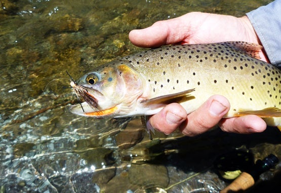 A fisherman holds a Snake River cutthroat