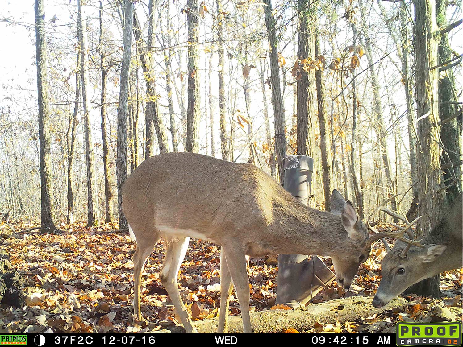 Picture of two deer from trail cam