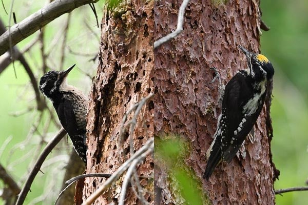 Male and female three-toed woodpeckers.