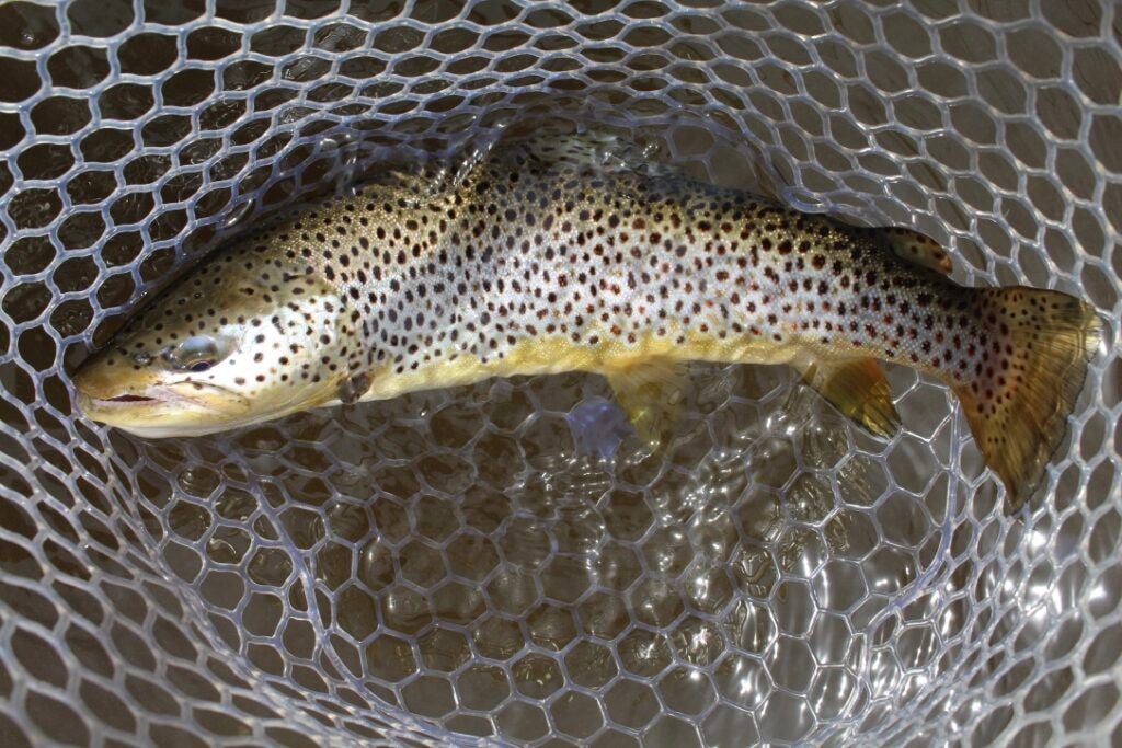brown-trout-in-net