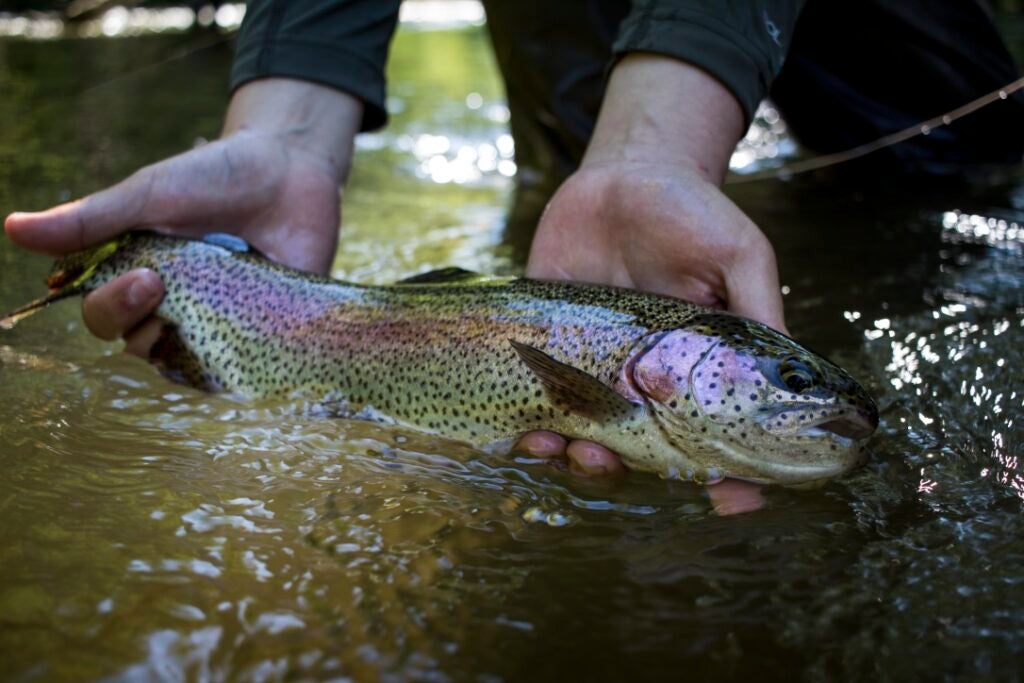 angler-lands-rainbow-trout