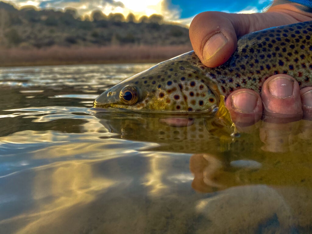 A fisherman releases a brown trout into the Colorado River