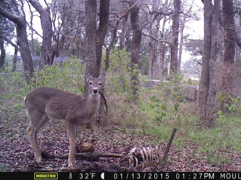 whitetail deer feeds on human remains