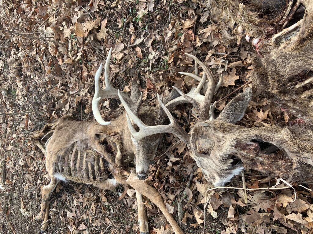Two locked-up dead-head whitetail deer. 