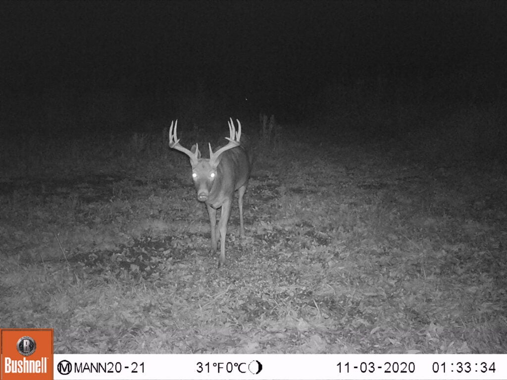 A trail-cam photo of a whitetail buck.