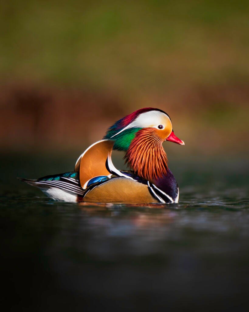 A mandarin duck.