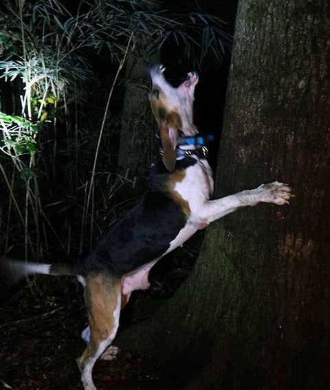 treeing-walker-hound