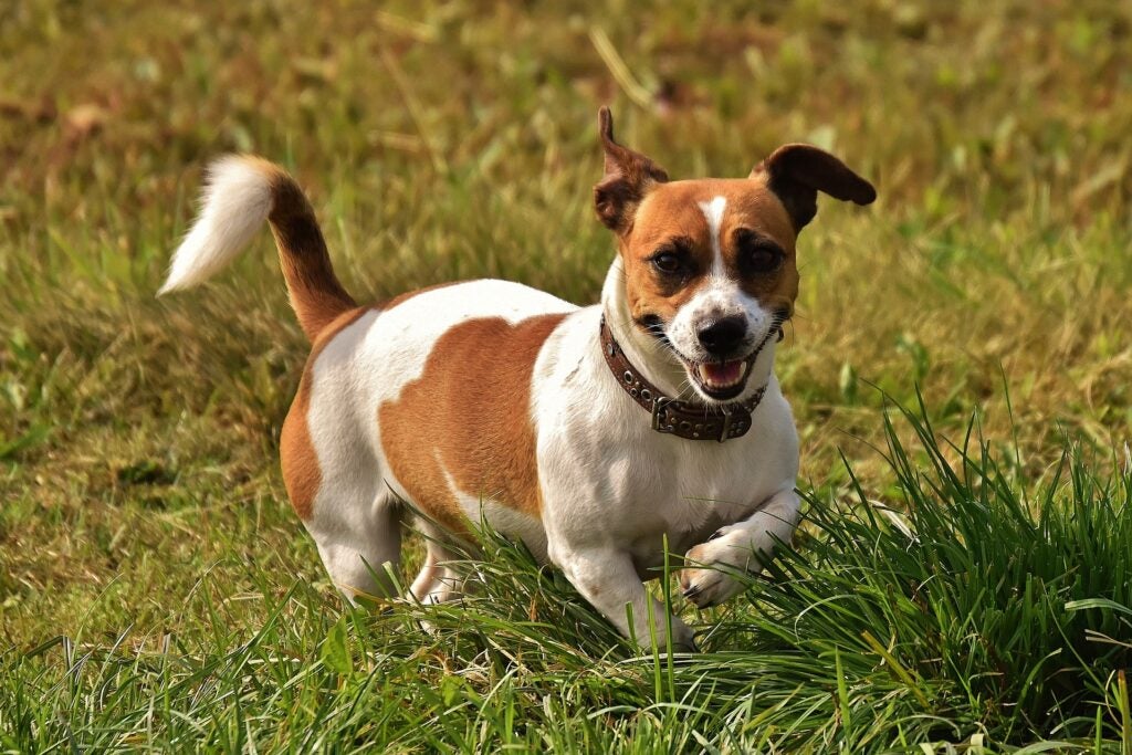 Jack russell terrier runs in a field