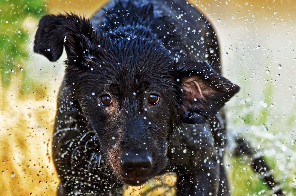Labrador retriever runs through water on a hunt.