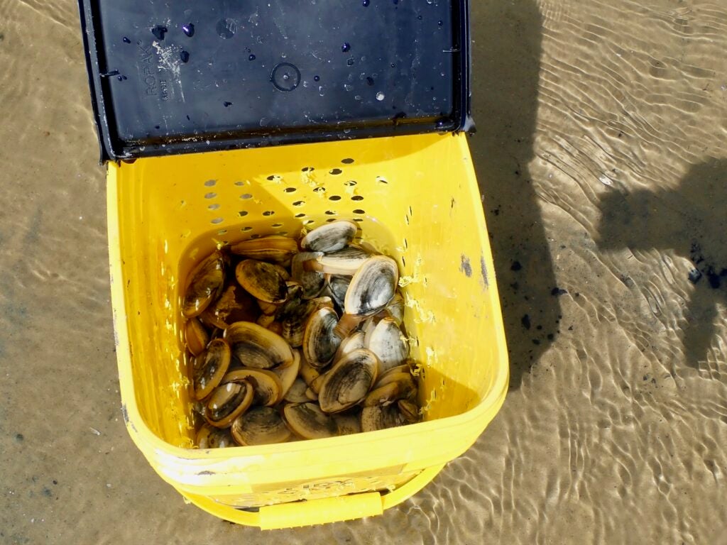 Bucket full of clams.