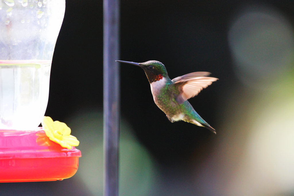 Ruby throated hummingbird.