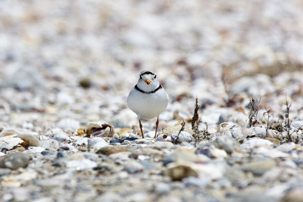 A piping plover.