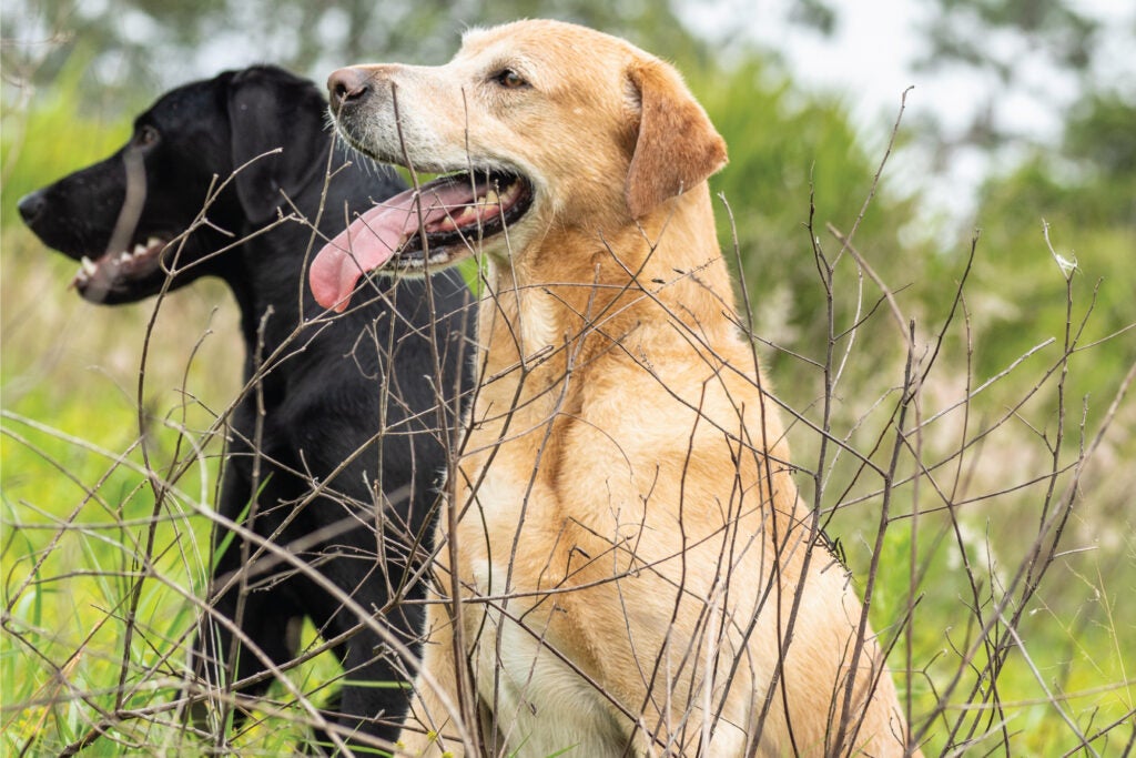 two hunting dogs