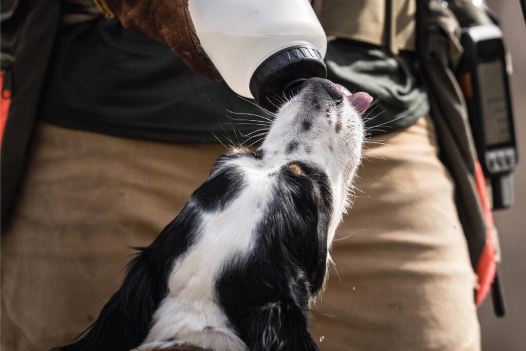 Hunting dog takes a drink of water.
