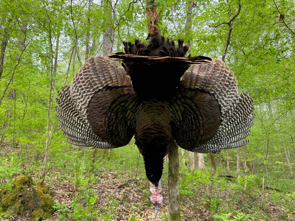 Wild turkey taken in Tennessee