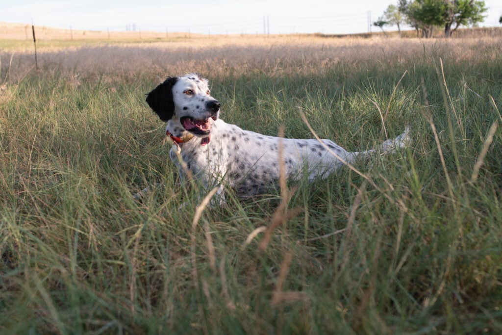 In hot, humid conditions, give your gun dogs frequent breaks so they can cool down.