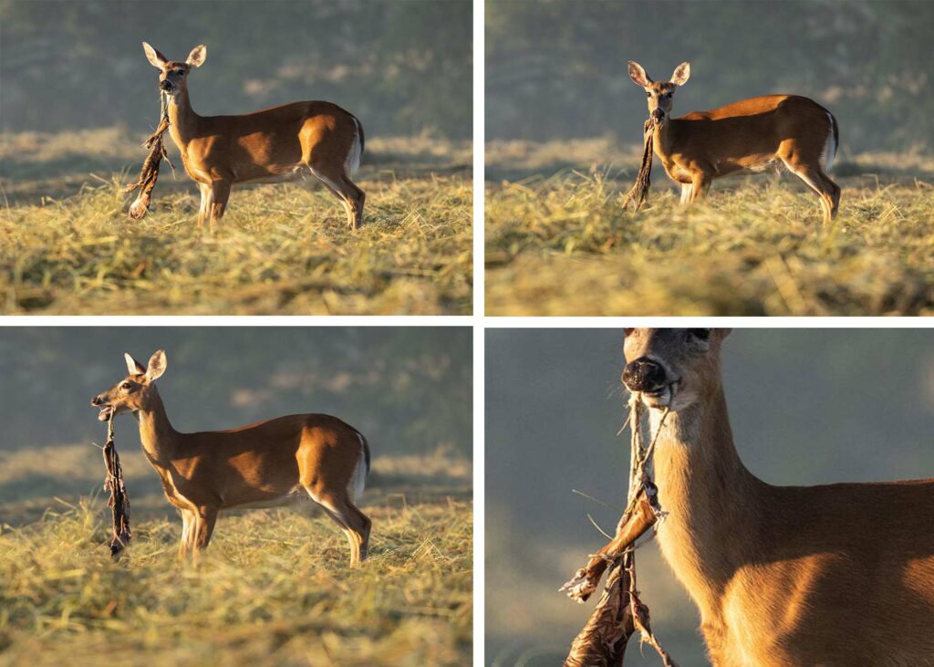 Photos of doe eating fawn.