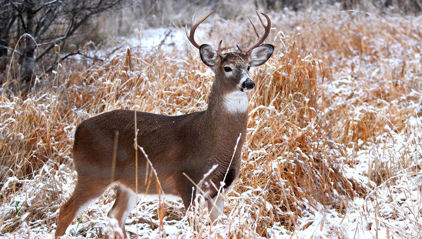 a whitetail buck in the snow