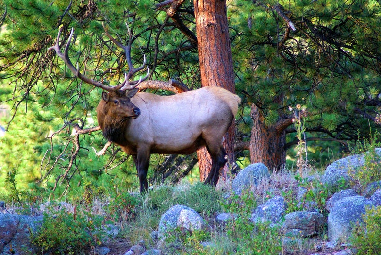 photo of bull elk