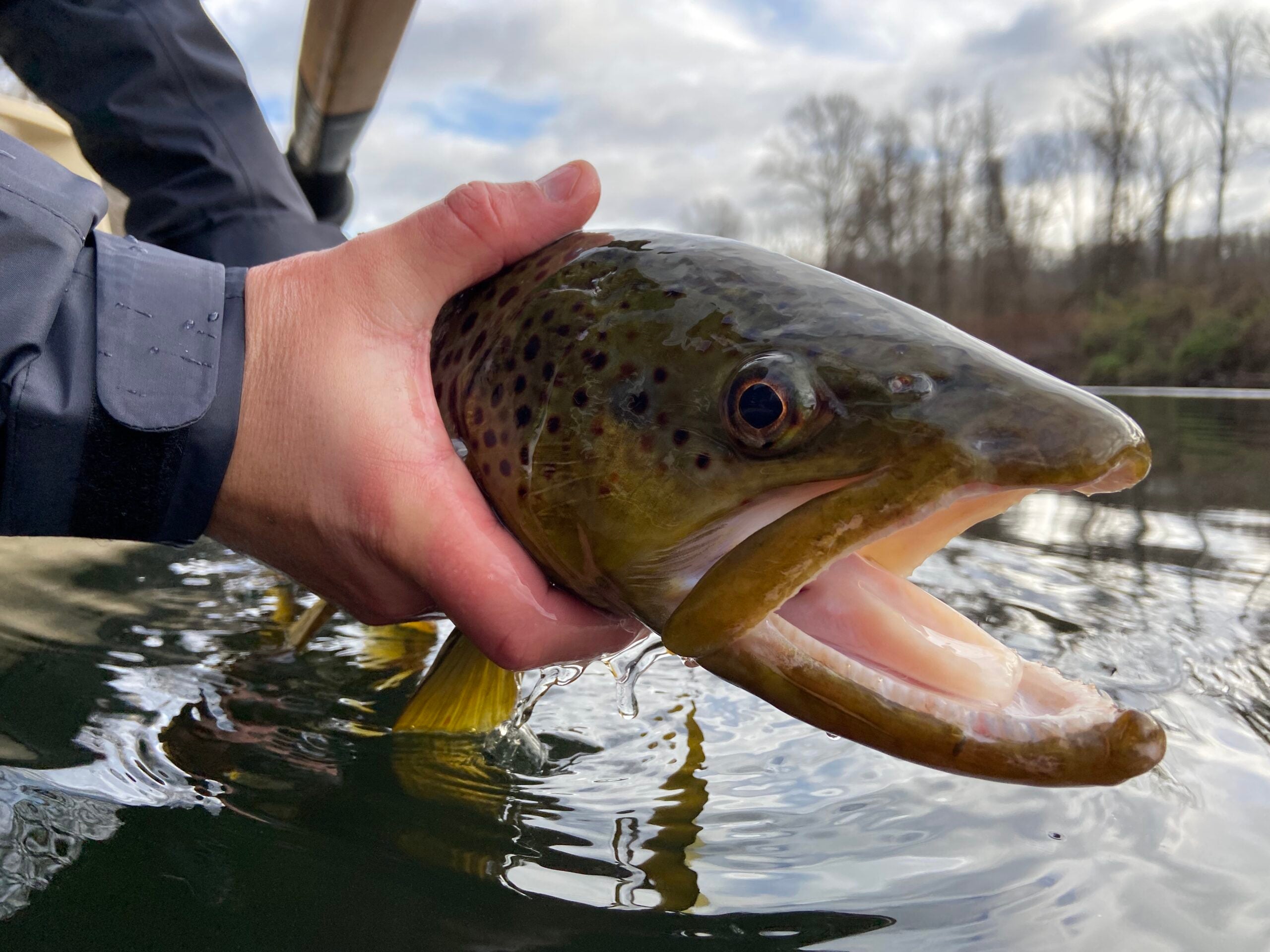 winter brown trout