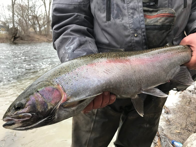 The Niagara River is one of the best winter fishing destinations in the U.S.