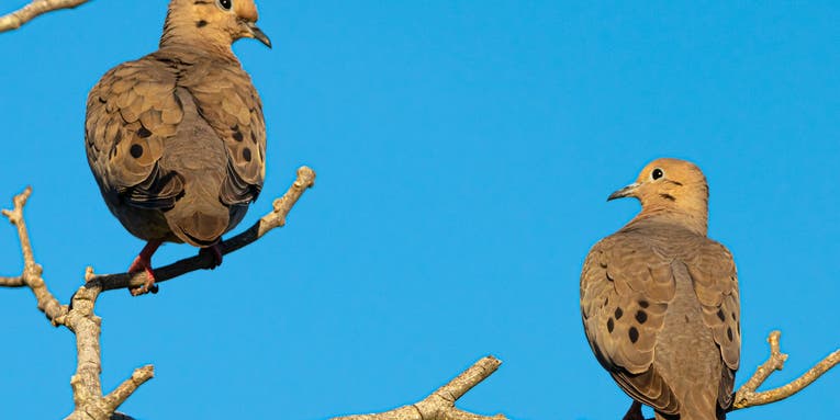 How to Hunt Doves with Decoys