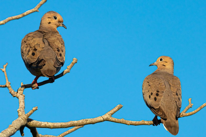 photo of doves on branch