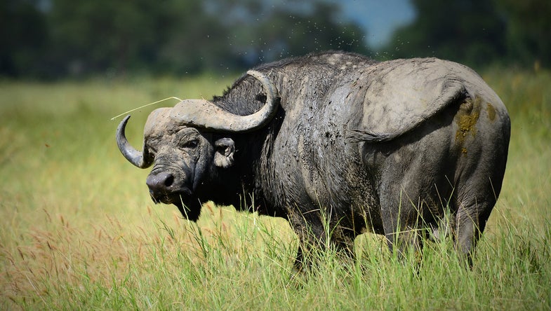 photo of Cape buffalo