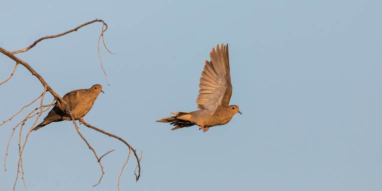 Four Wingshooting Tips to Hit Move Doves