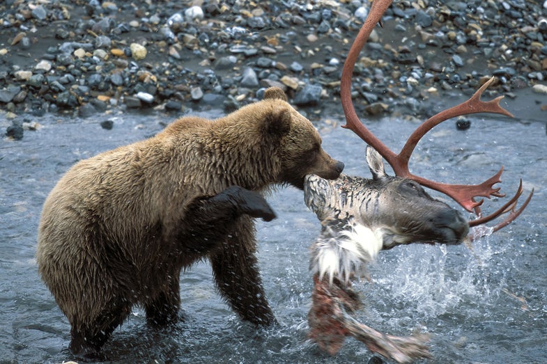 Grizzly Bear Hunting photo