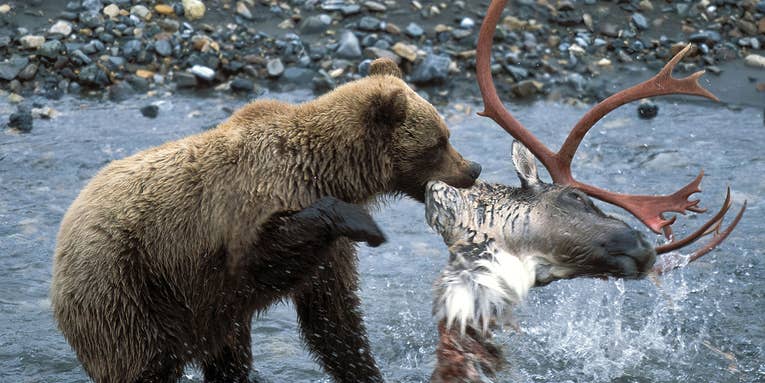 Bear Vs. Wolf: Fighting Over A Caribou Kill
