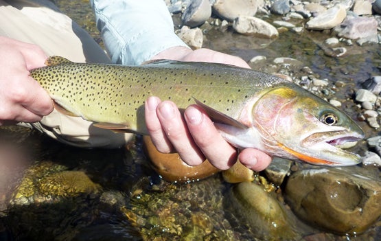 fly fisherman catches a Yellowstone cutthroat trout