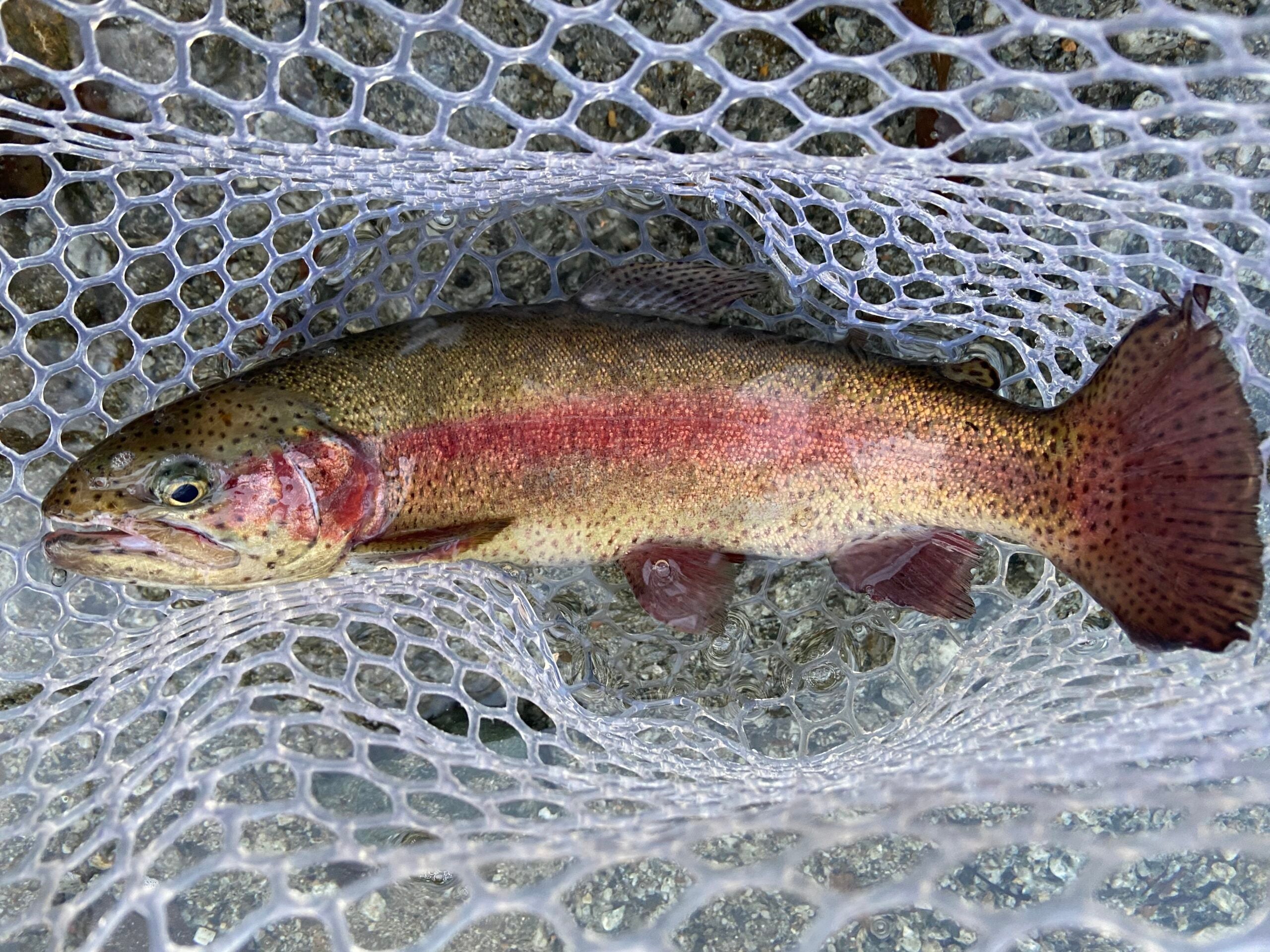 winter trout fishing tips will help you net rainbow trout