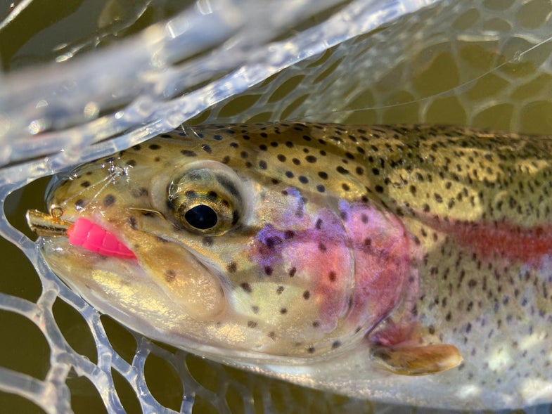 rainbow trout caught using these winter trout fishing tips