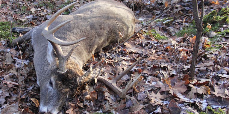 The Hermit Buck: Tips for Hunting Shy, Old Deer