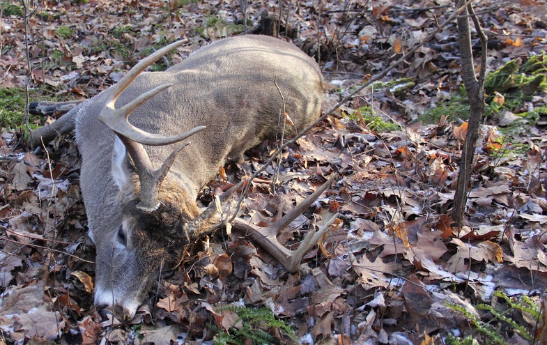 Dead whitetail buck deer on the ground.