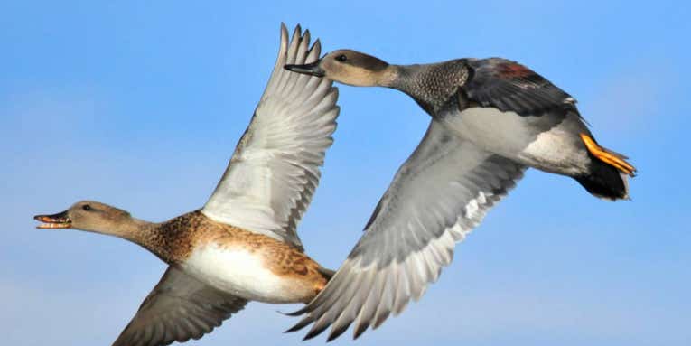 How to Bag More Gadwalls While Duck Hunting