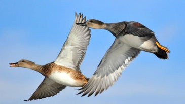 How to Bag More Gadwalls While Duck Hunting