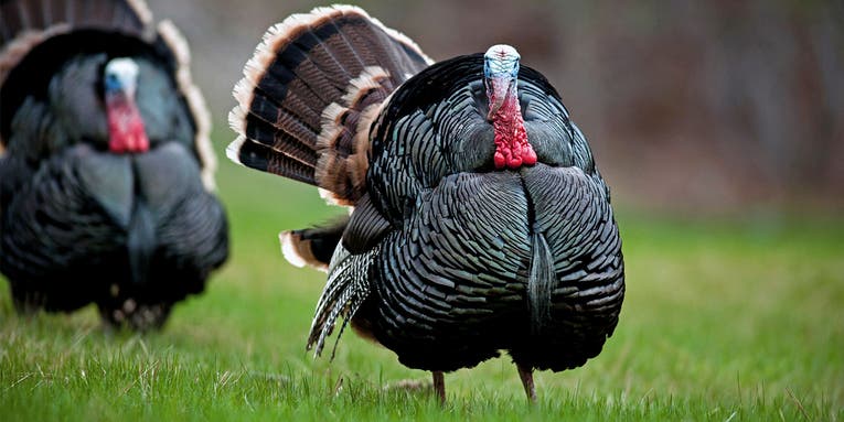 The Ultimate Decoy Setup for Bowhunting Turkeys Without a Blind