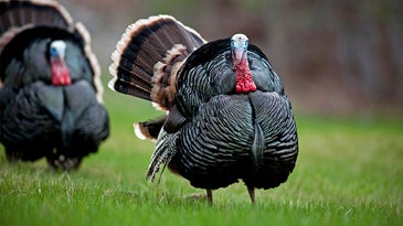 The Ultimate Decoy Setup for Bowhunting Turkeys Without a Blind