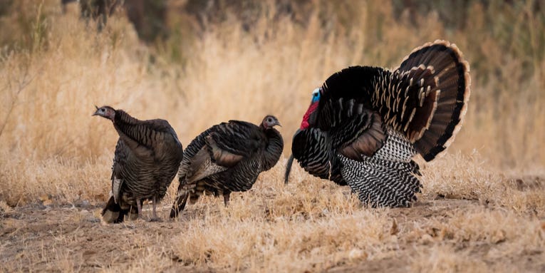 How to Hunt Turkeys in the Backcountry