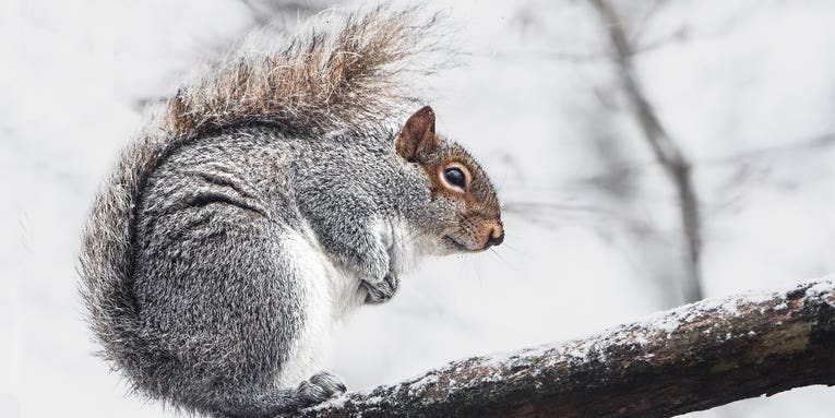 The Joys of Winter Squirrel Hunting—and Why You Should Go Right Now