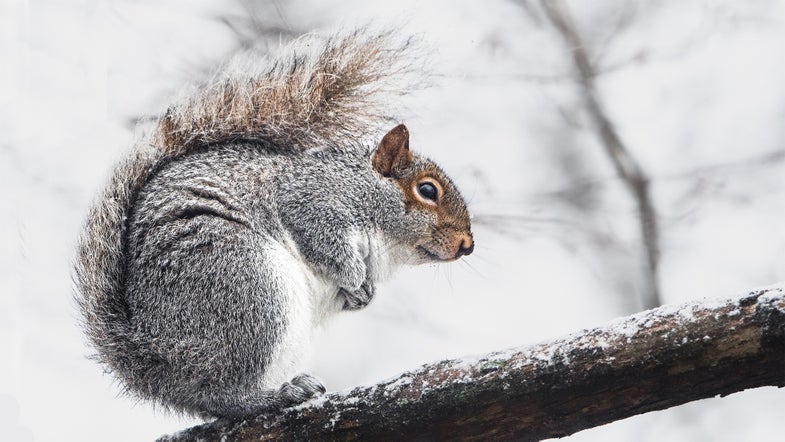 A gray squirrel sitting on a branch in winter with gray sky in background