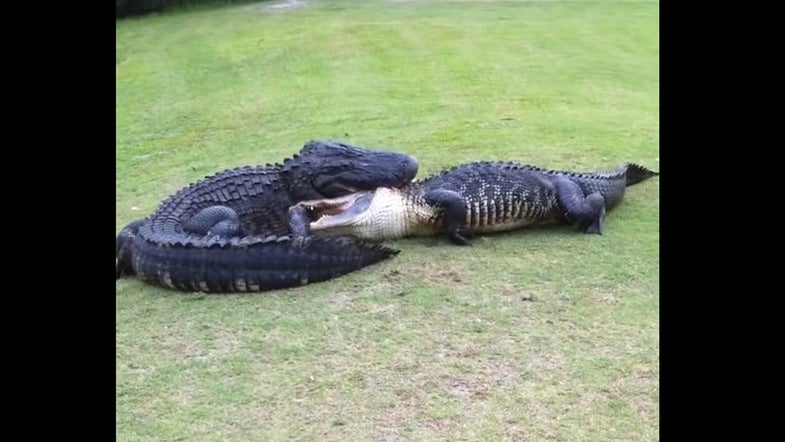 two gators fight on golf course