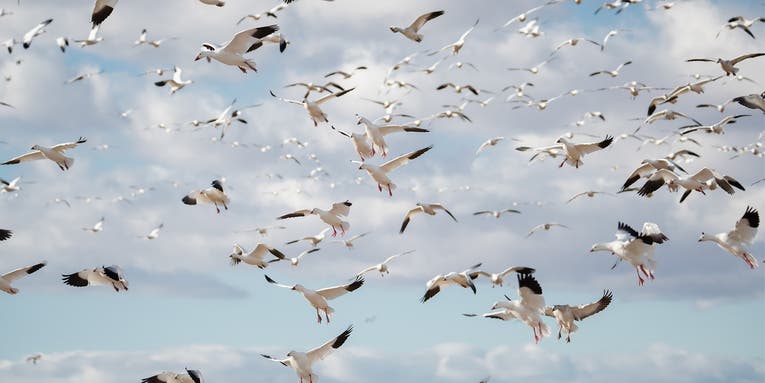 Spring Snow Goose Hunting: How to Hit More Birds