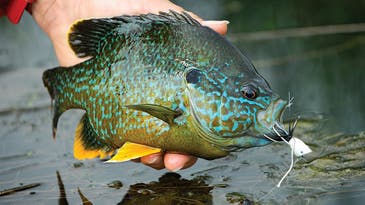 Fly Fishing For Panfish: How to Practice Your Technique
