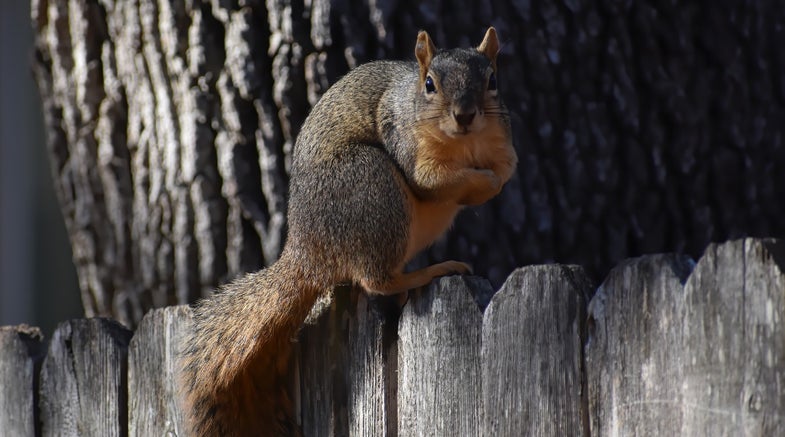 Gray squirrel on a fence.