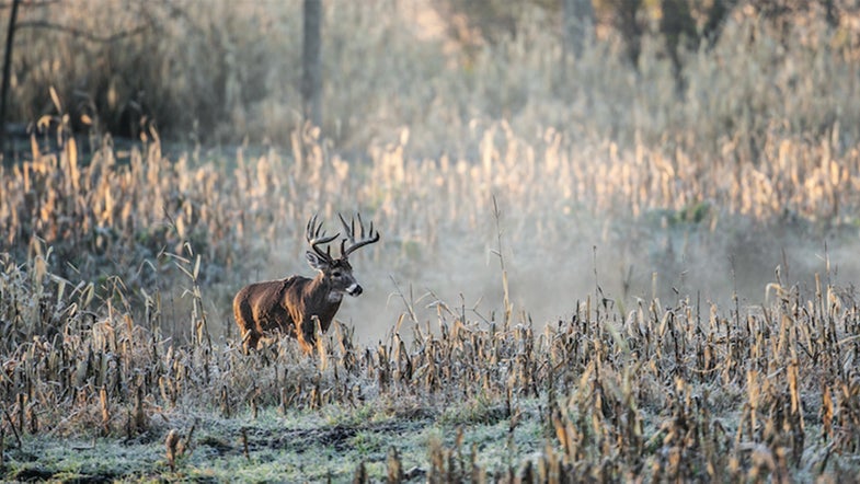 A big post-rut whitetail buck searches for does in a cut corn field
