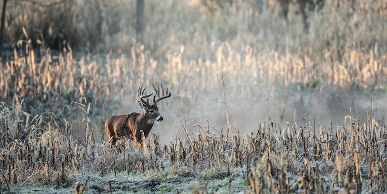 How to Hunt Post-Rut Bucks—and Tag a Pickup-Breeding Bruiser
