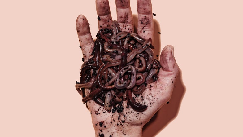How to make a worm box: a hand full of worms and dirt